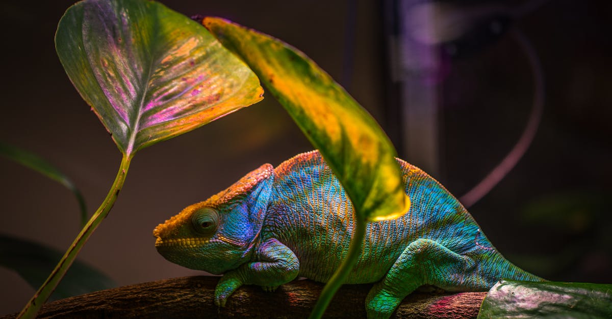 découvrez tout ce qu'il faut savoir sur le testament (will) : définition, importance, et conseils pour rédiger un testament conforme à la législation.